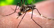 Karnataka logs over 4,000 dengue cases till July; Heavy rains may spur more Karnataka logs over 4,000 dengue cases till July; Heavy rains may spur more